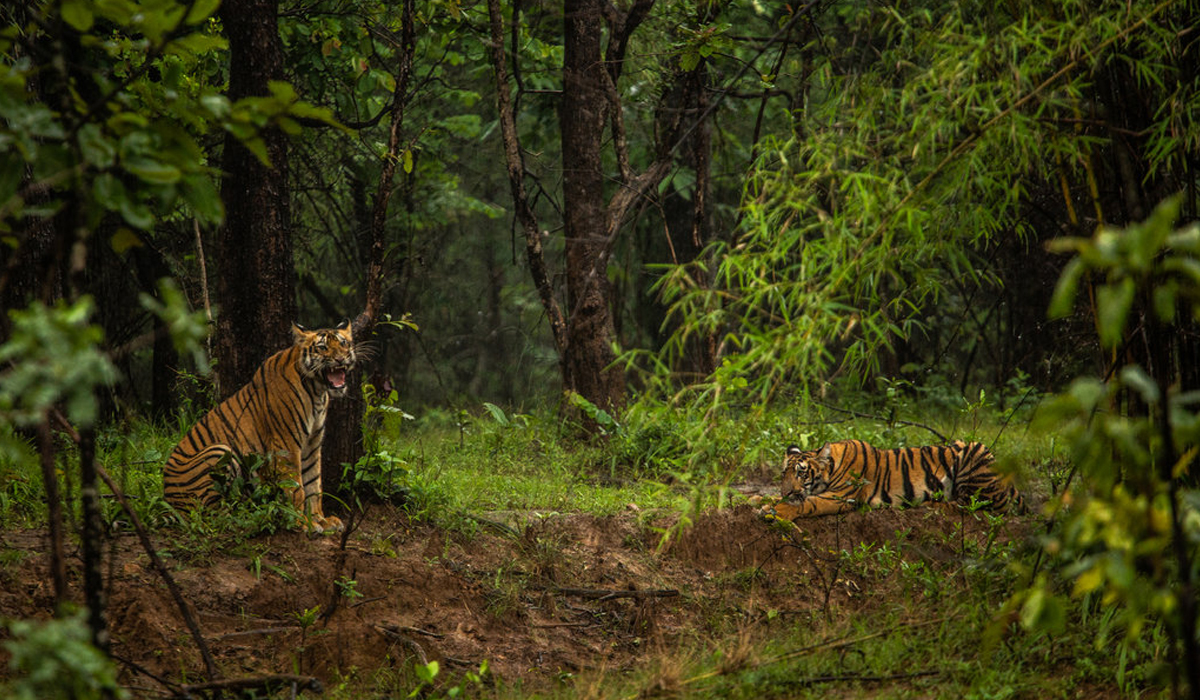 Common survey to count India’s elephant and tiger populations